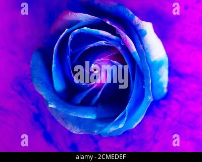 Vue de dessus d'une belle rose dans la peinture d'épandage. Gros plan Banque D'Images