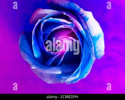 Vue de dessus d'une belle rose dans la peinture d'épandage. Gros plan Banque D'Images