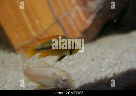 Apistogramma cacacacatuoides aquarium africain de la cominité du poisson cichlid Banque D'Images