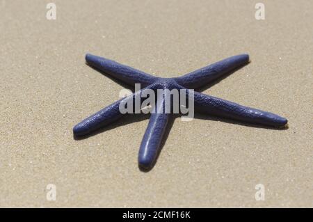 Étoile bleue de la mer, Linckia laevigata, sous l'eau sur le sable, océan Pacifique, Thaïlande Banque D'Images