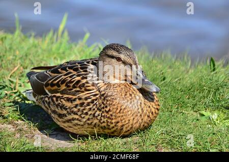 Mallard - Anas platyrhynchos. Femelle de canard sauvage assis sur le sol dans leur habitat naturel. Faune de l'Ukraine. Gros plan. Banque D'Images