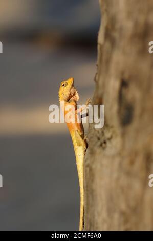 Jaune vif lézard de jardin d'asie Calotes versicolor Crested sur arbre avec fond bleu a en congé de plam, gros plan Banque D'Images