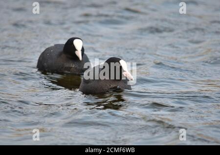 Cuist eurasien - Fulica atra. Deux cuisiniers communs nageant dans l'eau dans leur habitat naturel. Faune de l'Ukraine. Banque D'Images