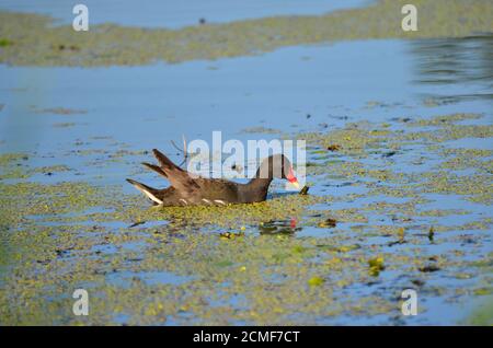 Moorhen commun - Gallinula chloropus. Également connu sous le nom de waterhen ou de poulet marécageux. Moorhen à la recherche de nourriture à l'étang dans son habitat naturel. Banque D'Images