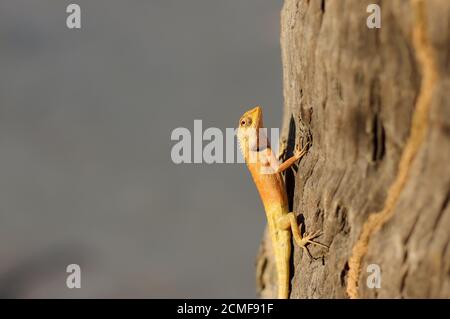 Lézard blanc asiatique jardin calotes versicolor Crested sur arbre avec fond bleu a en congé de plam, gros plan, Banque D'Images