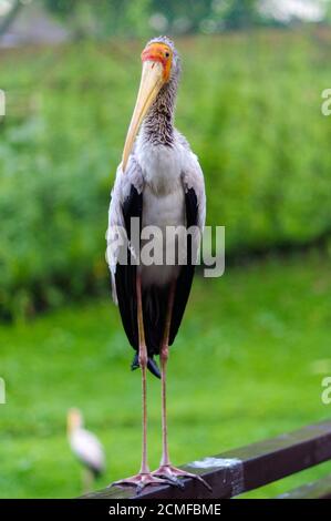 Cigogne blanche assis sur le pont garde-corps, ciconia, à jour de pluie. Banque D'Images