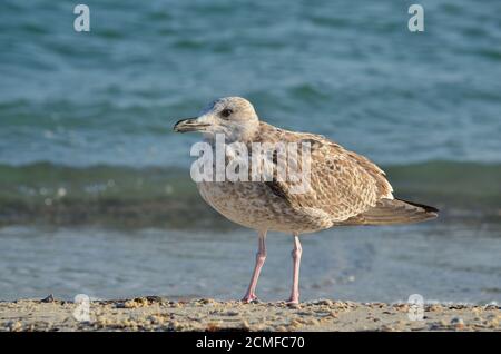 Jeune guette à pattes jaunes - Larus michahellis. Mouette vivant sur la côte de la mer Noire. Faune de l'Ukraine. Banque D'Images