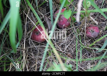 Trois pommes pourries portant sur le sol 20504 Banque D'Images