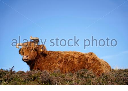 Édimbourg, Écosse, Royaume-Uni. 17 septembre 2020. Vaches des Highlands profitant du soleil dans le parc régional de Pentland Hills lors d'une journée claire avec un ciel bleu. Crédit : Craig Brown/Alay Live News Banque D'Images