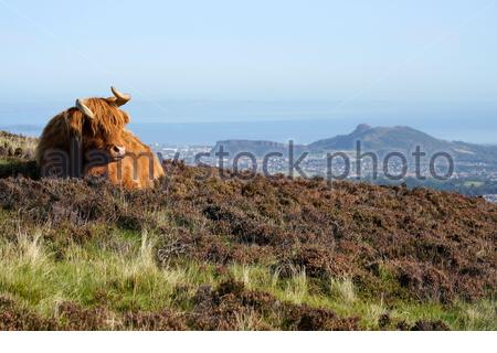 Édimbourg, Écosse, Royaume-Uni. 17 septembre 2020. Vaches des Highlands profitant du soleil dans le parc régional de Pentland Hills lors d'une journée claire avec un ciel bleu. Vue sur la ville d'Édimbourg et sur Arthur's Seat. Crédit : Craig Brown/Alay Live News Banque D'Images