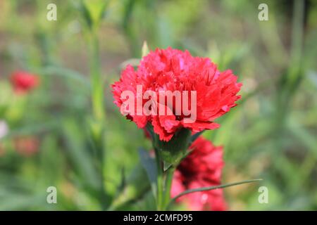 Fleurs roses, d'oeillet ou Dianthus caryophyllus girofle 20570 Banque D'Images