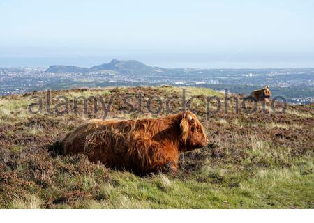 Édimbourg, Écosse, Royaume-Uni. 17 septembre 2020. Vaches des Highlands profitant du soleil dans le parc régional de Pentland Hills lors d'une journée claire avec un ciel bleu. Vue sur la ville d'Édimbourg et sur Arthur's Seat. Crédit : Craig Brown/Alay Live News Banque D'Images