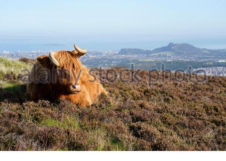 Édimbourg, Écosse, Royaume-Uni. 17 septembre 2020. Vaches des Highlands profitant du soleil dans le parc régional de Pentland Hills lors d'une journée claire avec un ciel bleu. Vue sur la ville d'Édimbourg et sur Arthur's Seat. Crédit : Craig Brown/Alay Live News Banque D'Images