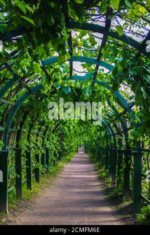 Arcade verte dans le parc en été, plante le tunnel pergola avec plante grimpante Banque D'Images