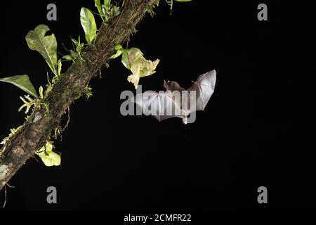 Le Bat long tongué de Pallas (Glossophaga soricina) se nourrissant de la fleur de gourde Calabash (Crescentia cujete), forêt tropicale des basses terres, Costa Rica Banque D'Images