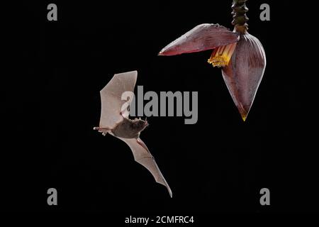 Le Bat long tongué de Pallas (Glossophaga soricina) se nourrissant de fleurs de Banana (mousse d'inflorescence), forêt tropicale des basses terres, Costa Rica Banque D'Images