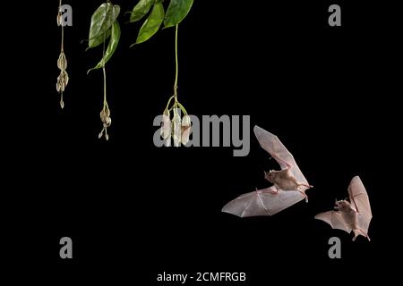 Deux chauves-souris de Pallas (Glossophaga soricina) se nourrissant de la fleur de Mucuna (Mucuna sp.), forêt tropicale des basses terres, Costa Rica Banque D'Images