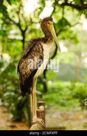 Une Cigogne blanche Ciconia garde-corps pont assis sur de mauvais jours. cigogne. Banque D'Images