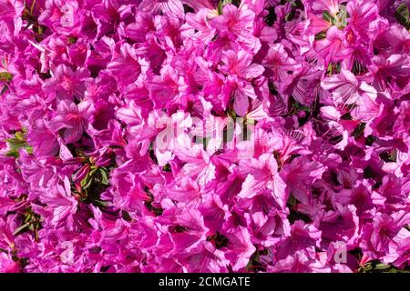 Fond de fleur rose vif. Plante simsii de Rhododendron Banque D'Images