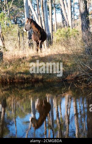 Chevaux sauvages du parc national de Chincoteague, avec des terres boisées et un petit étang. Banque D'Images