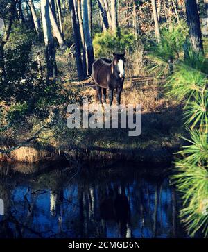 Chevaux sauvages du parc national de Chincoteague, avec des terres boisées et un petit étang. Banque D'Images