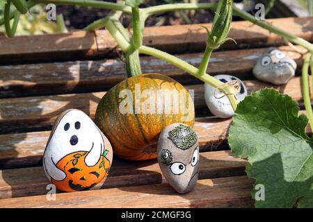 Halloween rock painting roches avec la plante de citrouille et la fleur de citrouille poussant dans le jardin anglais britannique, septembre 2020 Banque D'Images