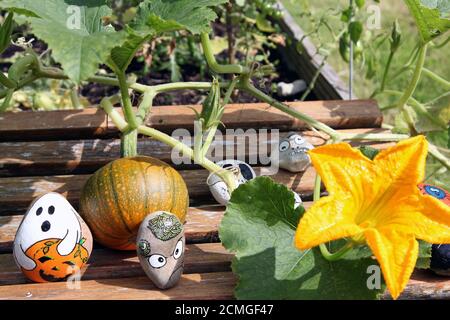 Halloween rock painting roches avec la plante de citrouille et la fleur de citrouille poussant dans le jardin anglais britannique, septembre 2020 Banque D'Images