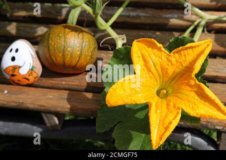 Halloween rock painting roches avec la plante de citrouille et la fleur de citrouille poussant dans le jardin anglais britannique, septembre 2020 Banque D'Images