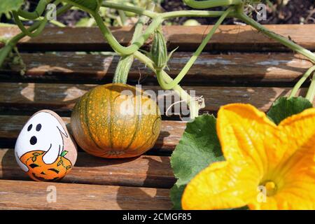 Halloween rock painting roches avec la plante de citrouille et la fleur de citrouille poussant dans le jardin anglais britannique, septembre 2020 Banque D'Images