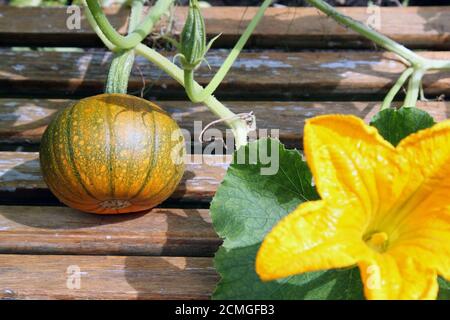 Petit potiron comestible poussant sur une vigne dans un jardin britannique avec une fleur de potiron jaune vif en pleine fleur, septembre 2020 Banque D'Images