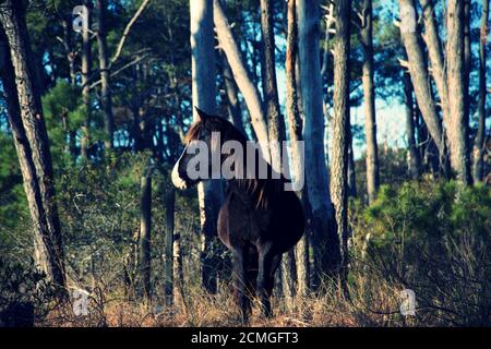 Chevaux sauvages noirs du parc national de Chincoteague à Delmarva, avec une bande blanche sur le nez Banque D'Images