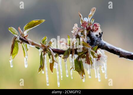 Protection antigel par irrigation Banque D'Images