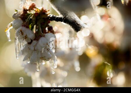 Protection antigel par irrigation Banque D'Images