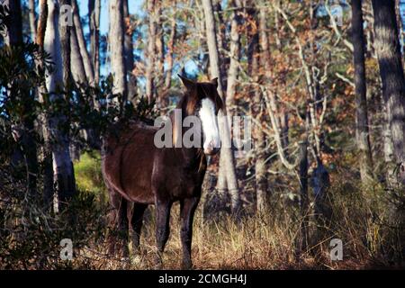 Chevaux sauvages noirs du parc national de Chincoteague à Delmarva, avec une bande blanche sur le nez Banque D'Images