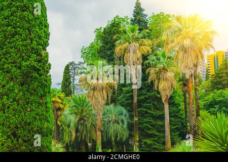 Arbres de cyprès et épaississants de différents palmiers dans un tropical Parc méditerranéen Banque D'Images