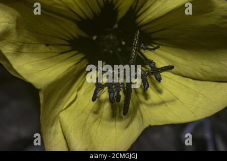 Les guides de nectar ou les marques de guide de miel dans les fleurs des espèces d'Oenothera biennis aident à guider les pollinisateurs vers les récompenses du nectar, pollen vu sous UV Banque D'Images