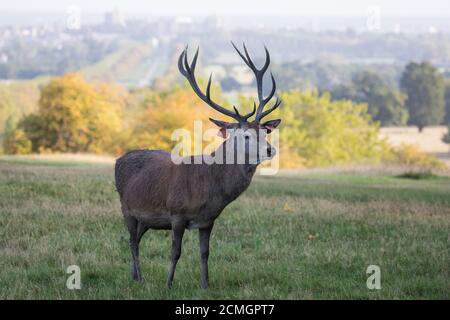 Windsor, Royaume-Uni. 17 septembre 2020. Un cerf de Virginie est photographié sur fond de château de Windsor peu après le lever du soleil. L'enclos du parc des cerfs dans le Grand parc de Windsor abrite un troupeau d'environ 500 cerfs rouges descendants de quarante hinds et deux cerfs introduits par le duc d'Édimbourg en 1979. Crédit : Mark Kerrison/Alamy Live News Banque D'Images