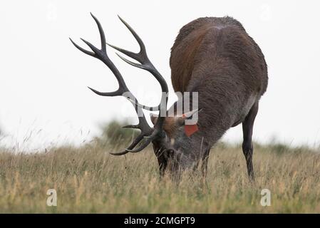 Windsor, Royaume-Uni. 17 septembre 2020. Un cerf de Virginie se lève au lever du soleil dans le Grand parc de Windsor. L'enclos du parc des cerfs dans le Grand parc de Windsor abrite un troupeau d'environ 500 cerfs rouges descendants de quarante hinds et deux cerfs introduits par le duc d'Édimbourg en 1979. Crédit : Mark Kerrison/Alamy Live News Banque D'Images