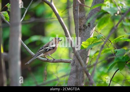 Chaffin commun - Fringilla coelebs. Chaffinch mâle assis sur une branche. Faune de l'Ukraine. Banque D'Images