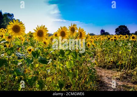 Tournesols dans une ferme de Birmingham. Banque D'Images