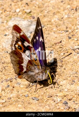 Empereur violet à Fermyn Woods obtenant des minéraux de la terre. Banque D'Images