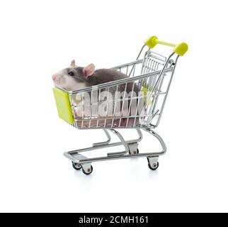 Le petit rat gris est assis dans un chariot. Banque D'Images