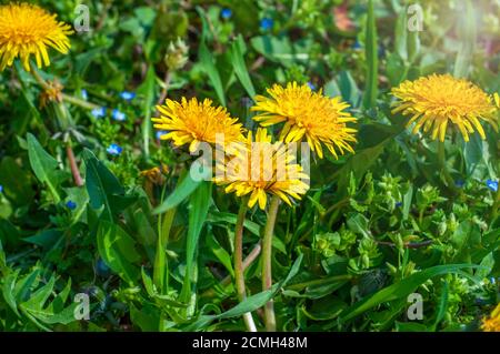 Jaune floraison des pissenlits sur une pelouse verte Banque D'Images