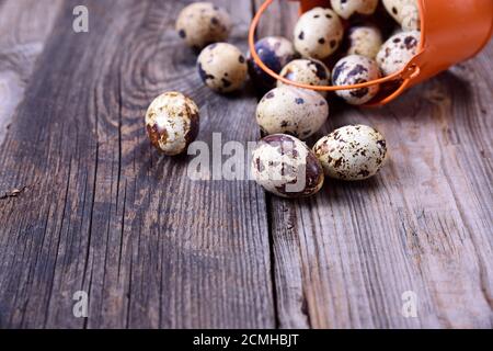 Dispersés à partir d'un seau des oeufs de cailles sur une surface en bois gris Banque D'Images