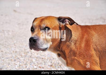 Portrait d'un Bull-terrier américain à fosse rouge Banque D'Images
