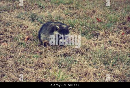 Le raccoon recherche de la nourriture dans les champs herbeux Banque D'Images