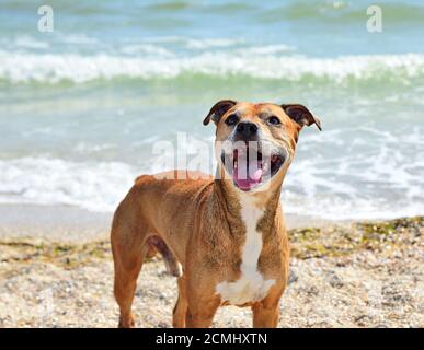 Redhead bull-terrier américain de mine Banque D'Images