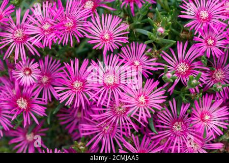 Usine de glace de Hardy Delosperma cooperi à gardel au soleil Banque D'Images