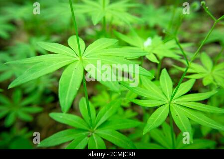 Plante forestière verte avec de petites feuilles, gros plan Banque D'Images