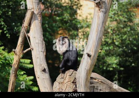 Macaque aux cheveux noirs et à la Mane argentée-blanche se trouve sur le morceau de bois au zoo pendant la Sunny Day. La macaque à queue de lion est également appelée Wanderoo. Banque D'Images